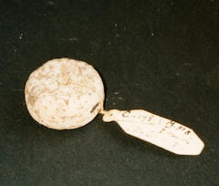 M_338
